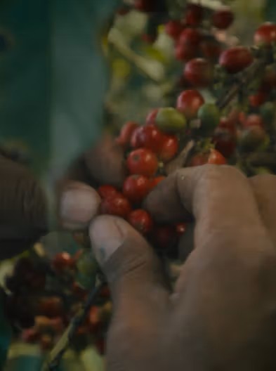 COFFEE FOR LIFE – Still